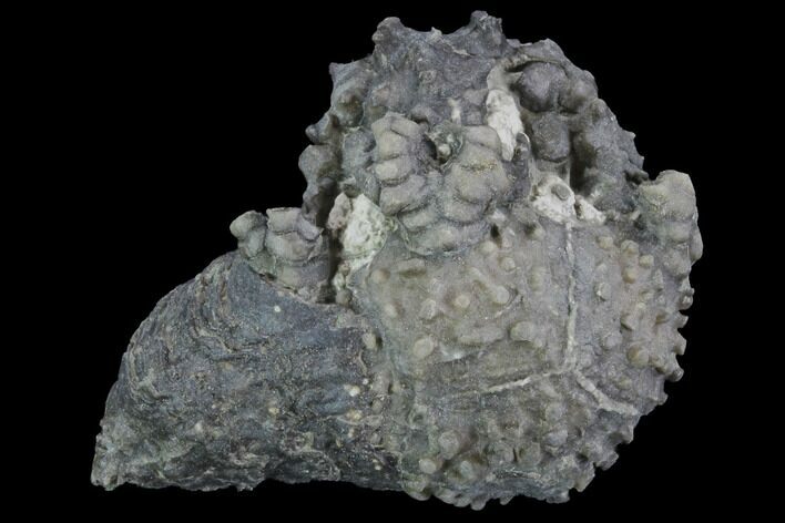 Platycrinites Crinoid Fossil With Gastropod - Crawfordsville, Indiana #94753